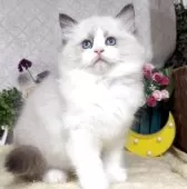 ラグドール【東京都・女の子・2025年9月1日・シールポイントバイカラー】の写真4「生後55日に撮影しました。」