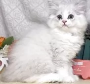 ラガマフィン【東京都・女の子・2025年4月22日・ブルーポイント】の写真2「生後66日に撮影しました。」