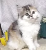 サイベリアン【東京都・女の子・2025年8月9日・キャリコ(三毛猫)】の写真12「生後63日に撮影しました。」