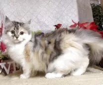 サイベリアン【東京都・女の子・2025年8月9日・キャリコ(三毛猫)】の写真4「生後125日に撮影しました。」