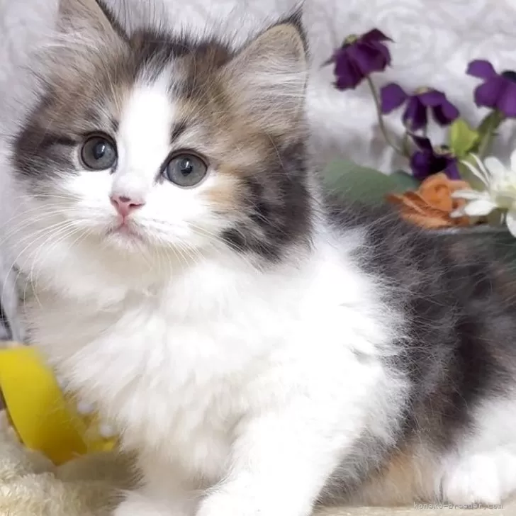 ID：2509-01476の子猫