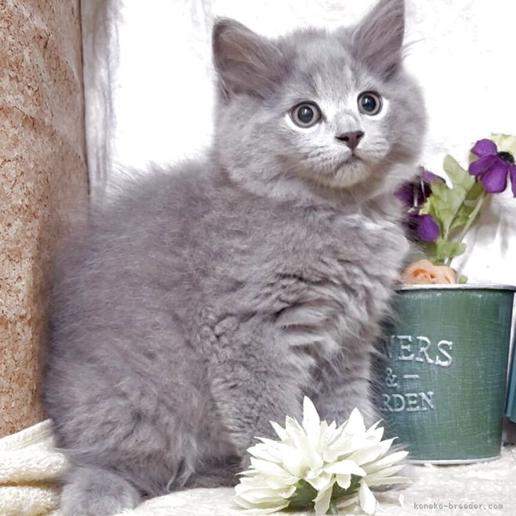 ブリーダー画像