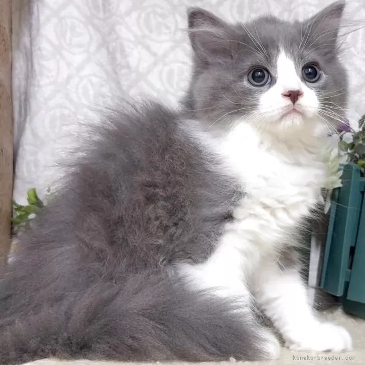 ラガマフィン【東京都・男の子・2025年7月28日・ブルー&amp;ホワイト】の写真1「生後76日に撮影しました。」