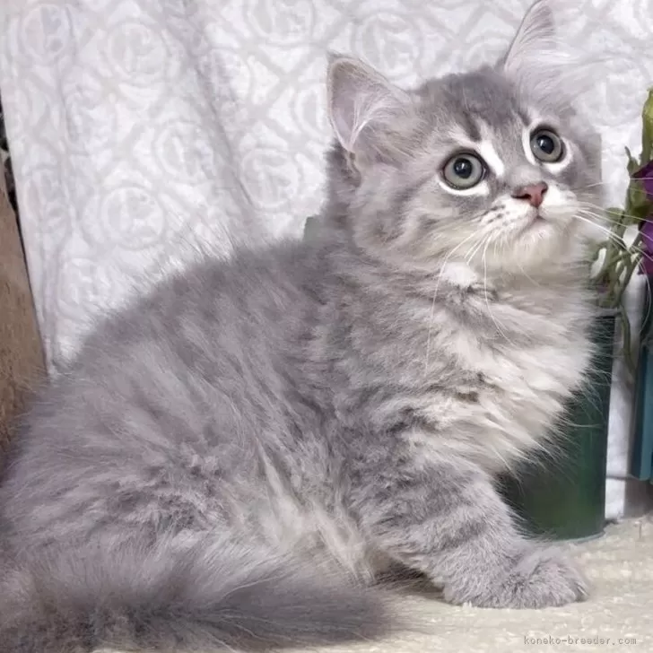 猫アレルギー氏 サイベリアン【東京都・男の子・2025年7月26日・ブルータビー】猫