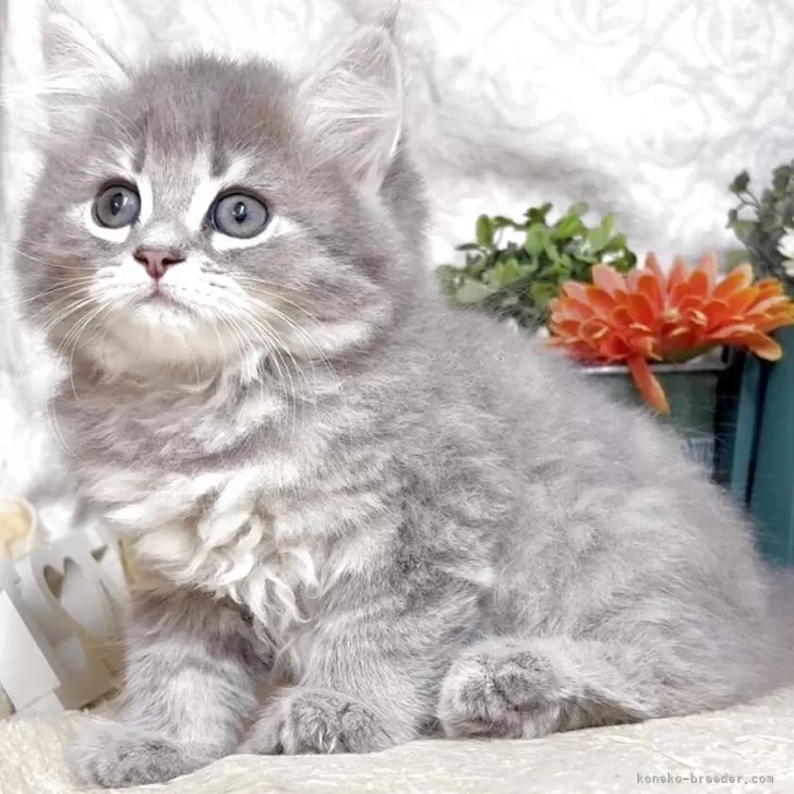 サイベリアン【東京都・男の子・2025年7月26日・ブルータビー】の写真1「生後58日に撮影しました。」