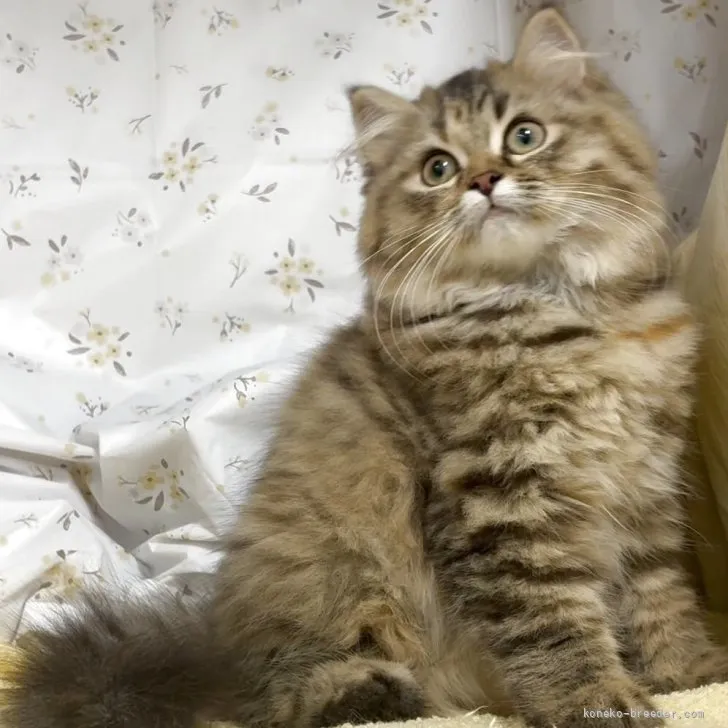 ID：2606-00668の子猫