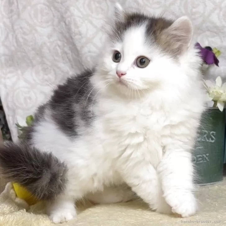 サイベリアン【東京都・男の子・2025年8月9日・ブラウンタビー&amp;ホワイト】の写真1「生後63日に撮影しました。」