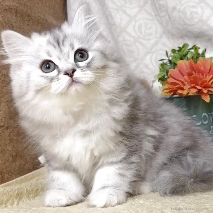 えま 様のお迎えした子猫