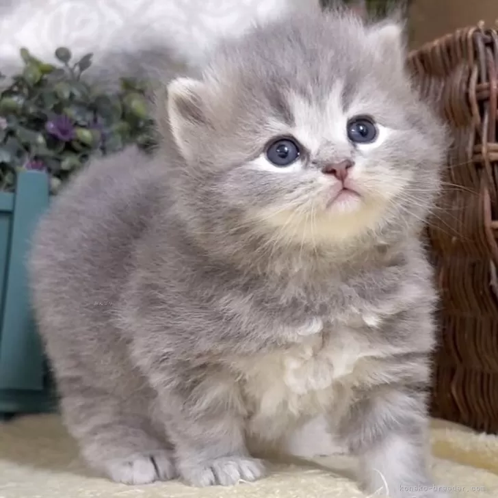 ID:2505-02917の子猫