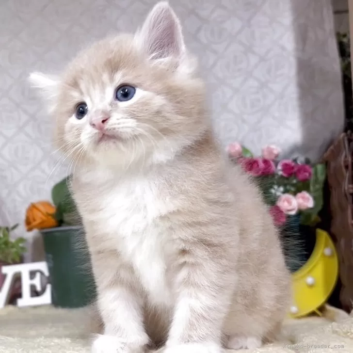 J.M 様のお迎えした子猫