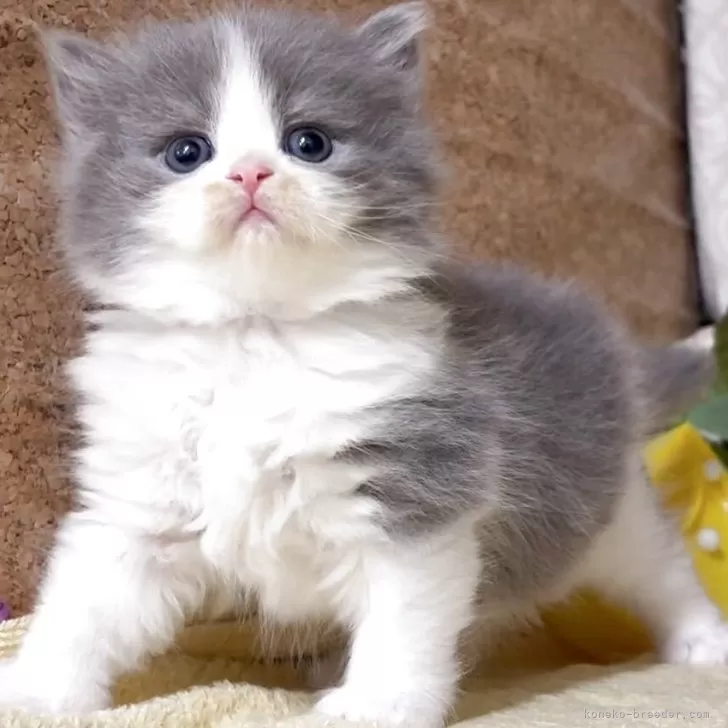 ID：2508-03197の子猫