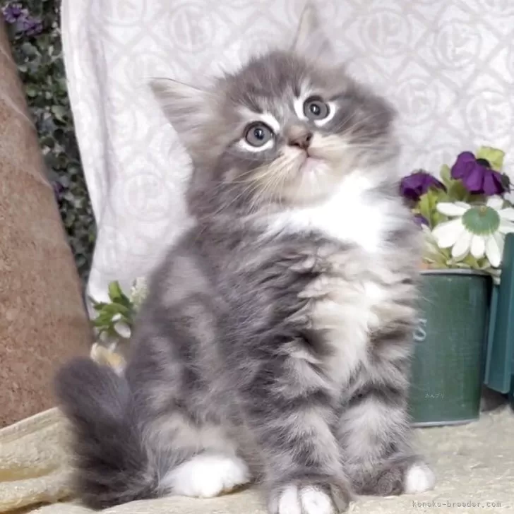 ID：2509-03317の子猫