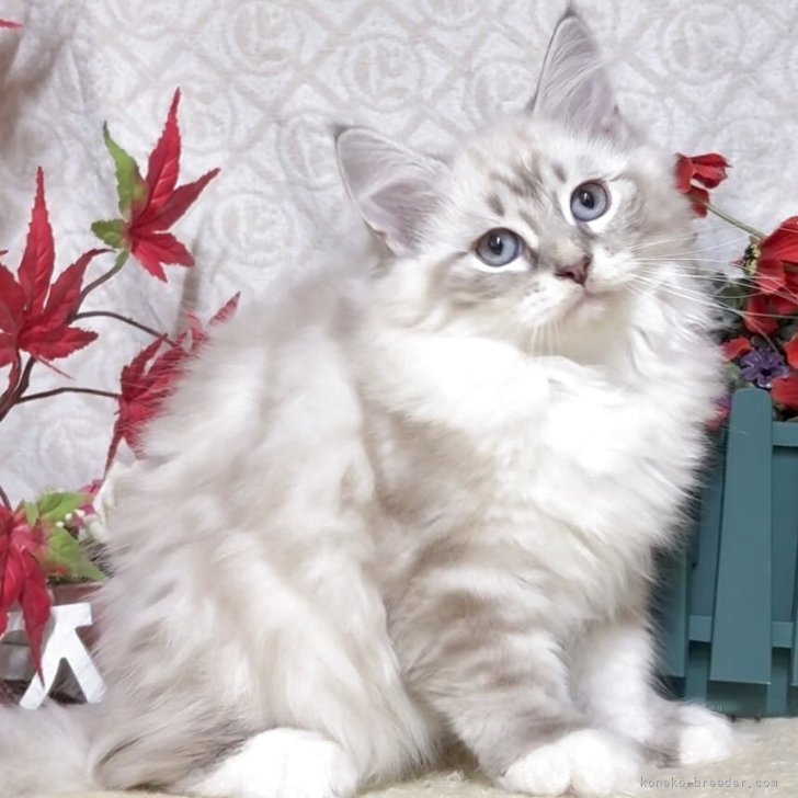 ブリーダー画像