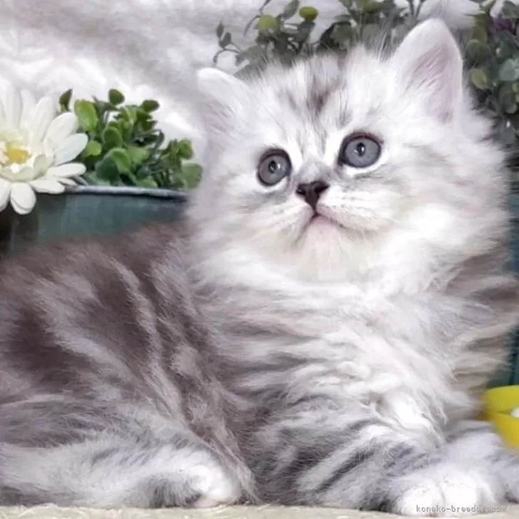 ID：2506-00866の子猫