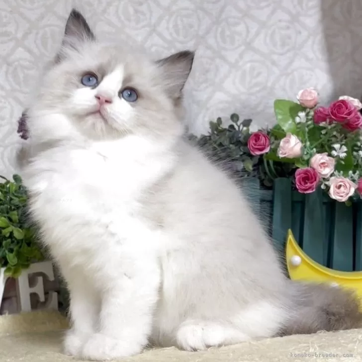 ID：2509-03036の子猫