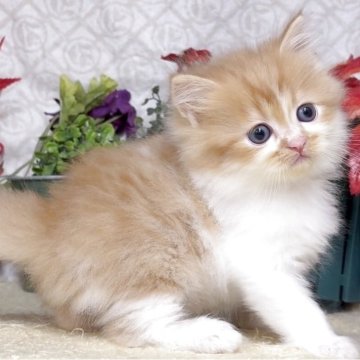 サイベリアン【東京都・男の子・2025年10月21日・レッドタビー&ホワイト（長毛）】の写真「猫アレルギーの方も注目★一度触れ合ってみませんか♪」