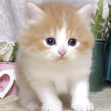 サイベリアン【東京都・女の子・2025年10月21日・レッドタビー&ホワイト（長毛）】の写真「猫アレルギーの方も注目★一度触れ合ってみませんか♪」