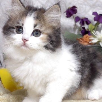 サイベリアン【東京都・女の子・2025年8月9日・キャリコ(三毛猫)（長毛）】の写真「猫アレルギーの方も注目★一度触れ合ってみませんか♪」