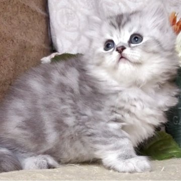 サイベリアン【東京都・女の子・2025年7月17日・シルバータビー（長毛）】の写真「猫アレルギーの方も注目★一度触れ合ってみませんか♪」