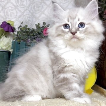 サイベリアン【東京都・女の子・2025年8月25日・ブルーポイント(ネヴァマスカレード)（長毛）】の写真「猫アレルギーの方も注目★一度触れ合ってみませんか♪」