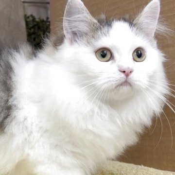 サイベリアン【東京都・男の子・2025年8月9日・ブラウンタビー&ホワイト（長毛）】の写真「猫アレルギーの方も注目★一度触れ合ってみませんか♪」