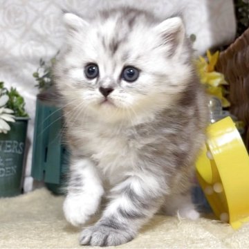 サイベリアン【東京都・女の子・2025年5月9日・シルバータビー（長毛）】の写真「猫アレルギーの方も注目★一度触れ合ってみませんか！」