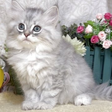 サイベリアン【東京都・男の子・2025年7月26日・ブルータビー（長毛）】の写真「猫アレルギーの方も注目★一度触れ合ってみませんか♪」