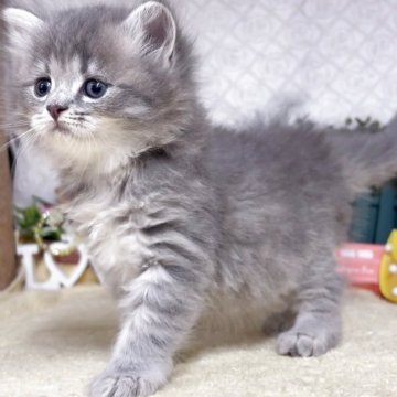 サイベリアン【東京都・男の子・2025年5月30日・ブルータビー（長毛）】の写真「猫アレルギーの方も注目★一度触れ合ってみませんか！」
