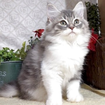 サイベリアン【東京都・女の子・2025年8月25日・ブルータビー&ホワイト（長毛）】の写真「猫アレルギーの方も注目★一度触れ合ってみませんか♪」