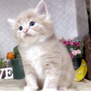 サイベリアン【東京都・男の子・2025年9月24日・クリームタビー&ホワイト（長毛）】の写真「猫アレルギーの方も注目★一度触れ合ってみませんか♪」