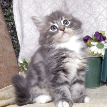 サイベリアン【東京都・男の子・2025年8月25日・ブルータビー&ホワイト(長毛)】の写真「猫アレルギーの方も注目★一度触れ合ってみませんか♪」