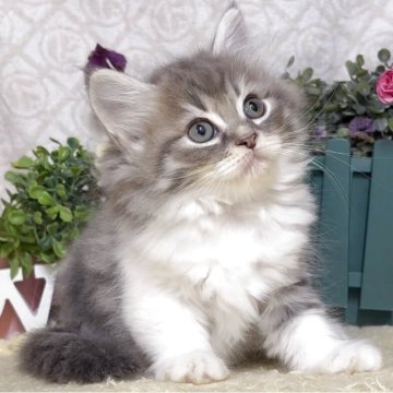 サイベリアン【東京都・女の子・2025年8月25日・ブルータビー&ホワイト(長毛)】の写真「猫アレルギーの方も注目★一度触れ合ってみませんか♪」