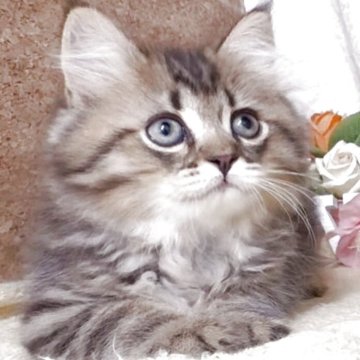 サイベリアン【東京都・男の子・2025年5月30日・ブラウンタビー（長毛）】の写真「猫アレルギーの方も注目★一度触れ合ってみませんか♪」
