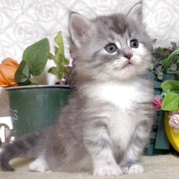 サイベリアン【東京都・女の子・2025年9月24日・ブルータビー&ホワイト（長毛）】の写真「猫アレルギーの方も注目★一度触れ合ってみませんか♪」