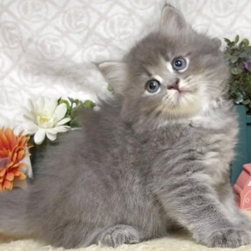 サイベリアン【東京都・男の子・2025年5月30日・ブルータビー（長毛）】の写真「猫アレルギーの方も注目★一度触れ合ってみませんか！」