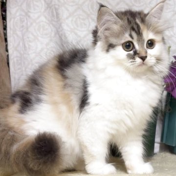 サイベリアン【東京都・女の子・2025年8月9日・キャリコ(三毛猫)（長毛）】の写真「猫アレルギーの方も注目★一度触れ合ってみませんか♪」