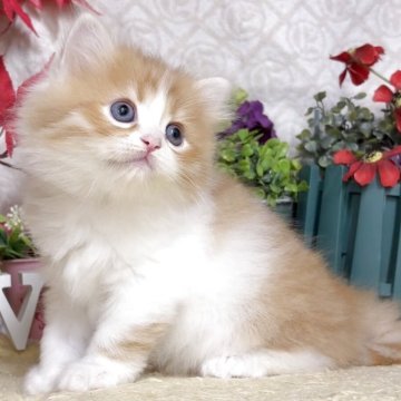 サイベリアン【東京都・男の子・2025年10月21日・レッドタビー&ホワイト（長毛）】の写真「猫アレルギーの方も注目★一度触れ合ってみませんか♪」