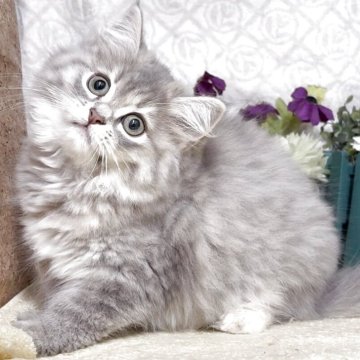 サイベリアン【東京都・女の子・2025年7月17日・ブルータビー（長毛）】の写真「猫アレルギーの方も注目★一度触れ合ってみませんか♪」