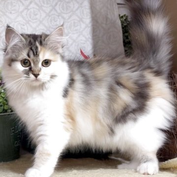 サイベリアン【東京都・女の子・2025年8月9日・キャリコ(三毛猫)（長毛）】の写真「猫アレルギーの方も注目★一度触れ合ってみませんか♪」