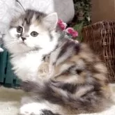 サイベリアン