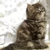 サイベリアン