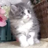 サイベリアン