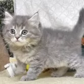 サイベリアン