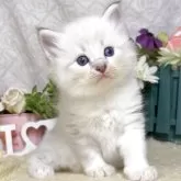 サイベリアン