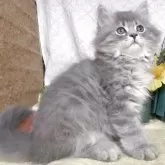 サイベリアン
