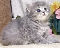 サイベリアン【東京都・男の子・2025年7月26日・ブルータビー】の写真9「生後35日に撮影しました。」