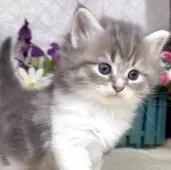 サイベリアン【東京都・女の子・2025年8月25日・ブルータビー&ホワイト】の写真13「生後36日に撮影しました。」