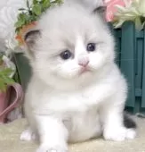 ラグドール【東京都・女の子・2025年9月1日・シールポイントバイカラー】の写真13「生後26日に撮影しました。」