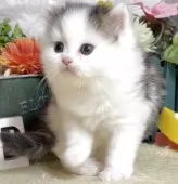 サイベリアン【東京都・男の子・2025年8月9日・ブラウンタビー&ホワイト】の写真14「生後35日に撮影しました。」