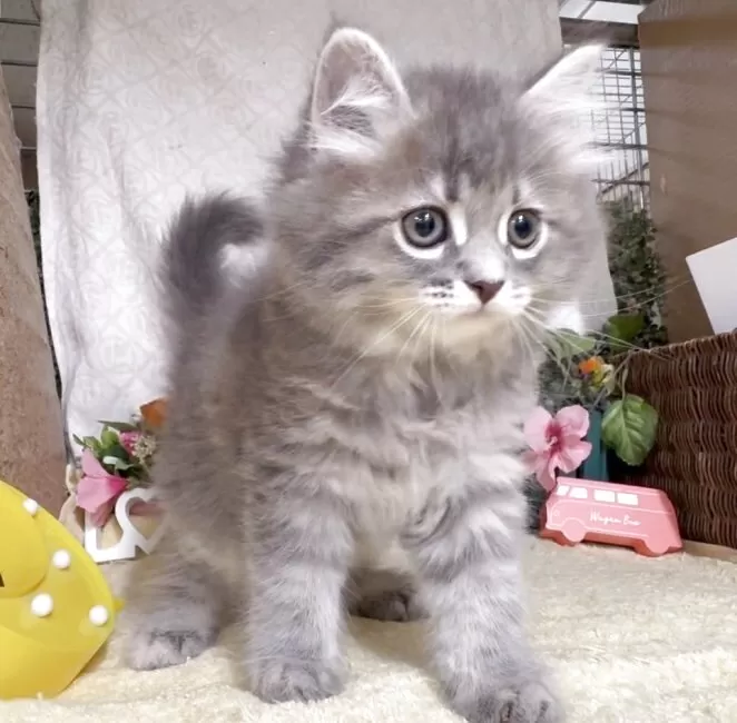 猫アレルギー氏 サイベリアン【東京都・男の子・2025年5月30日・ブルータビー
